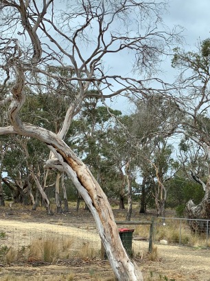 Dode Gum Tree (Eucalyptusboom)