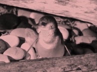 Volwassen pinguin uit zee op weg naar het nest