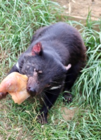 Een Tasmaanse duivel aan het diner