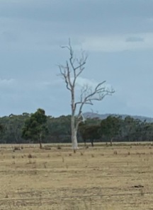 Ghost Tree, dode Eucalyptusboom