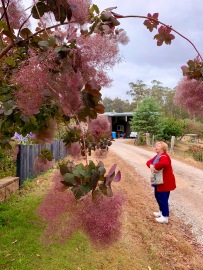 Heel apparte boom op de Eureka Berry Farm