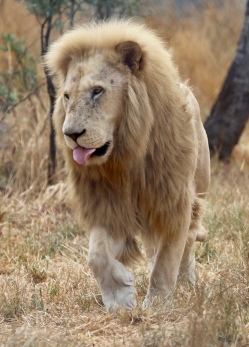 Afrikaanse Leeuw