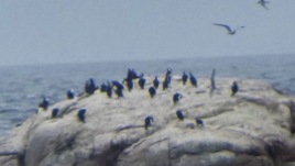 Zeevogels bij de Gulf bij Bichenot