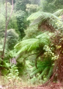 Bloemen en varens in het regenwoud