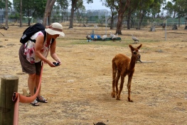 Margareth bij een baby Alpaca
