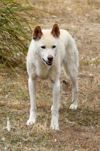 Australische Wilde Hond, ontstaan uit een vermening van de huishond met de Dingo