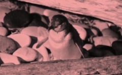 Een volwassen pinguinkomt terug uit zee