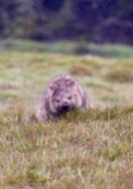 Wombat op Cradle Mountain