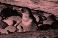 een volwassen pinguin uit zee op weg naar het nest