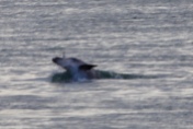 De dolfijn met zijn gevangen vis in Lakes Entrance