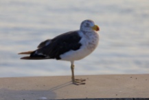 Mollymawk, soort albatros in Lakes Entrance
