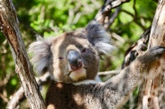 Slaperige Koala
