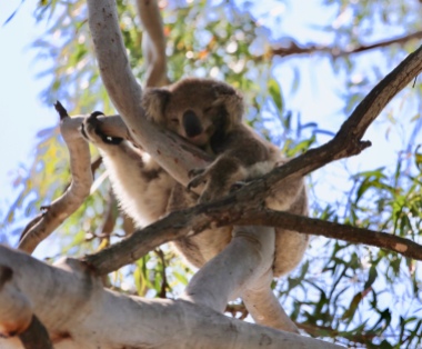 Koala op Rainman Island