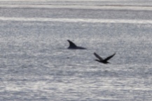 Dolfijn aan het ronddartelen in Lakes Entrance
