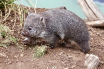 8 maanden oude wombat kleuter
