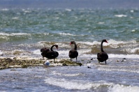 Zwarte zwanen bij Rainman Island