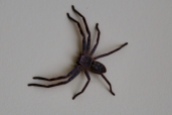 Een enorme Huntsman Spider in de huiskamer