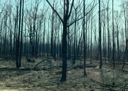 Verbrand bos
