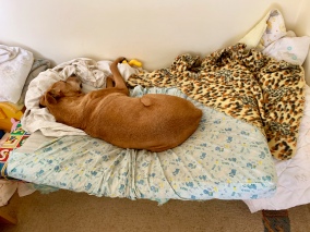 Goldie op haar bed