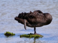 Zwarte zwaan bij Rainman Island