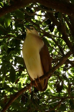 Grote vogel in Mallacoota