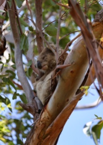 Koala op Rainman Island