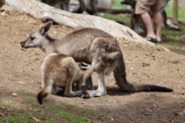 Drinkend Kangaroojong en moeder