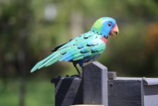 Vogel op een brievenbus op Rainman Island