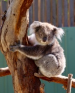 Koala Vincent
