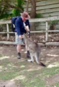 Kangaroo voeren